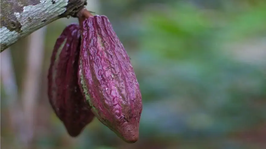 cocoa cosmetics natural organic