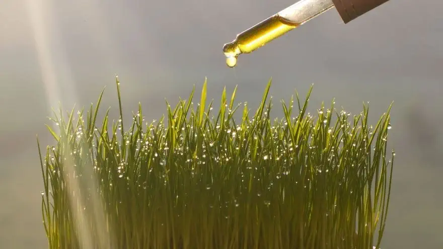 cosmetics natural organic