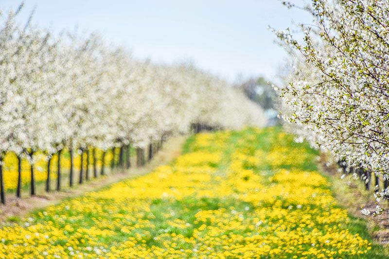 blog by-cosmetics essential oils