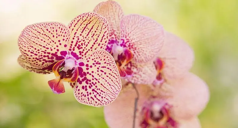 vanilla cosmetics natural organic