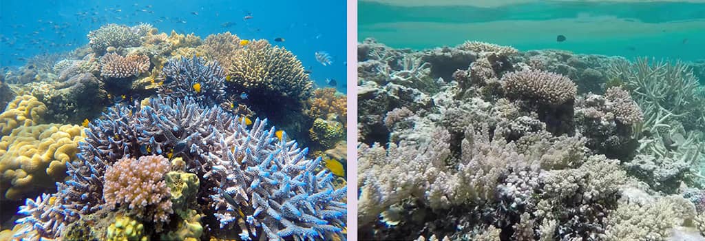 безпечний для коралів сонцезахисний крем