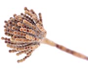 by-cosmetics брассинол