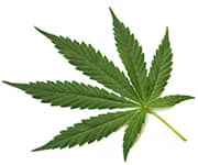 by-cosmetics масло Конопли