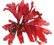 by-cosmetics каррагинан