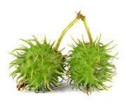 by-cosmetics Diheptyl Succinate