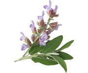 by-cosmetics масло шалфея