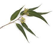 by-cosmetics масло эвкалипта