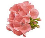 by-cosmetics масло герани