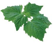 by-cosmetics масло Пачули