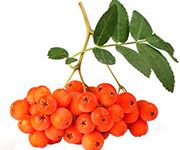 by-cosmetics Potassium Sorbate