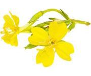 by-cosmetics масло вечерней примулы