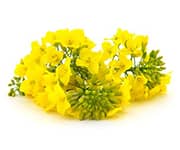 by-cosmetics рапсовый спирт