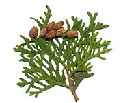 by-cosmetics масло туи