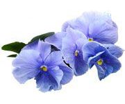 by-cosmetics масло фиалки