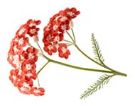 by-cosmetics масло тысячелистника