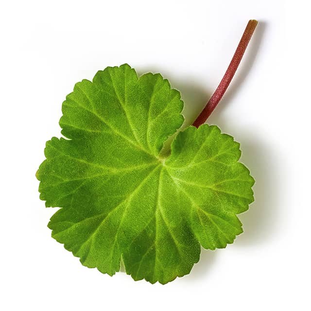 geranium_leaf1