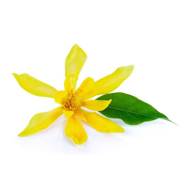 ylang_ylang